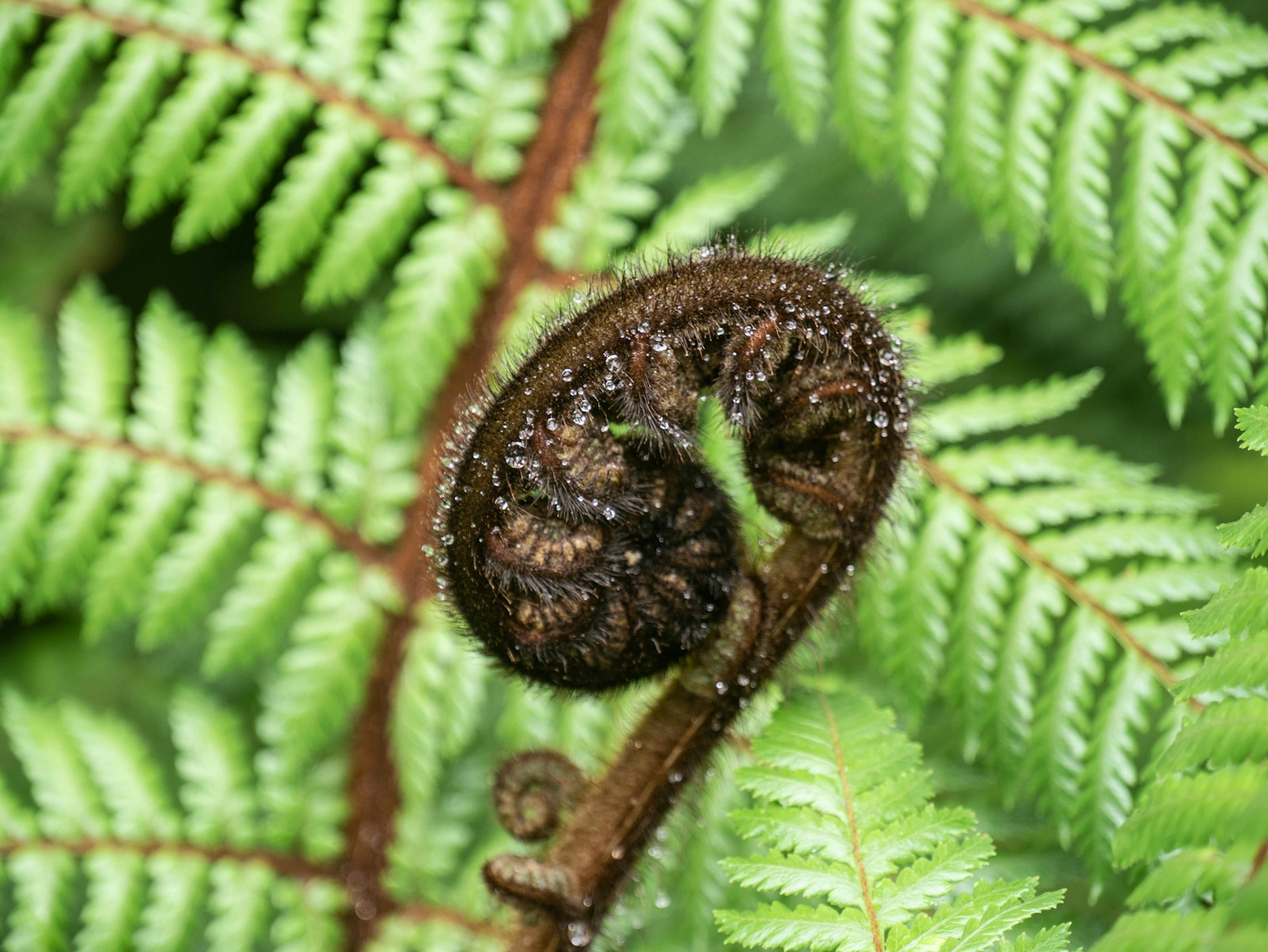 A close up of a fern leaf with a bug crawling on it