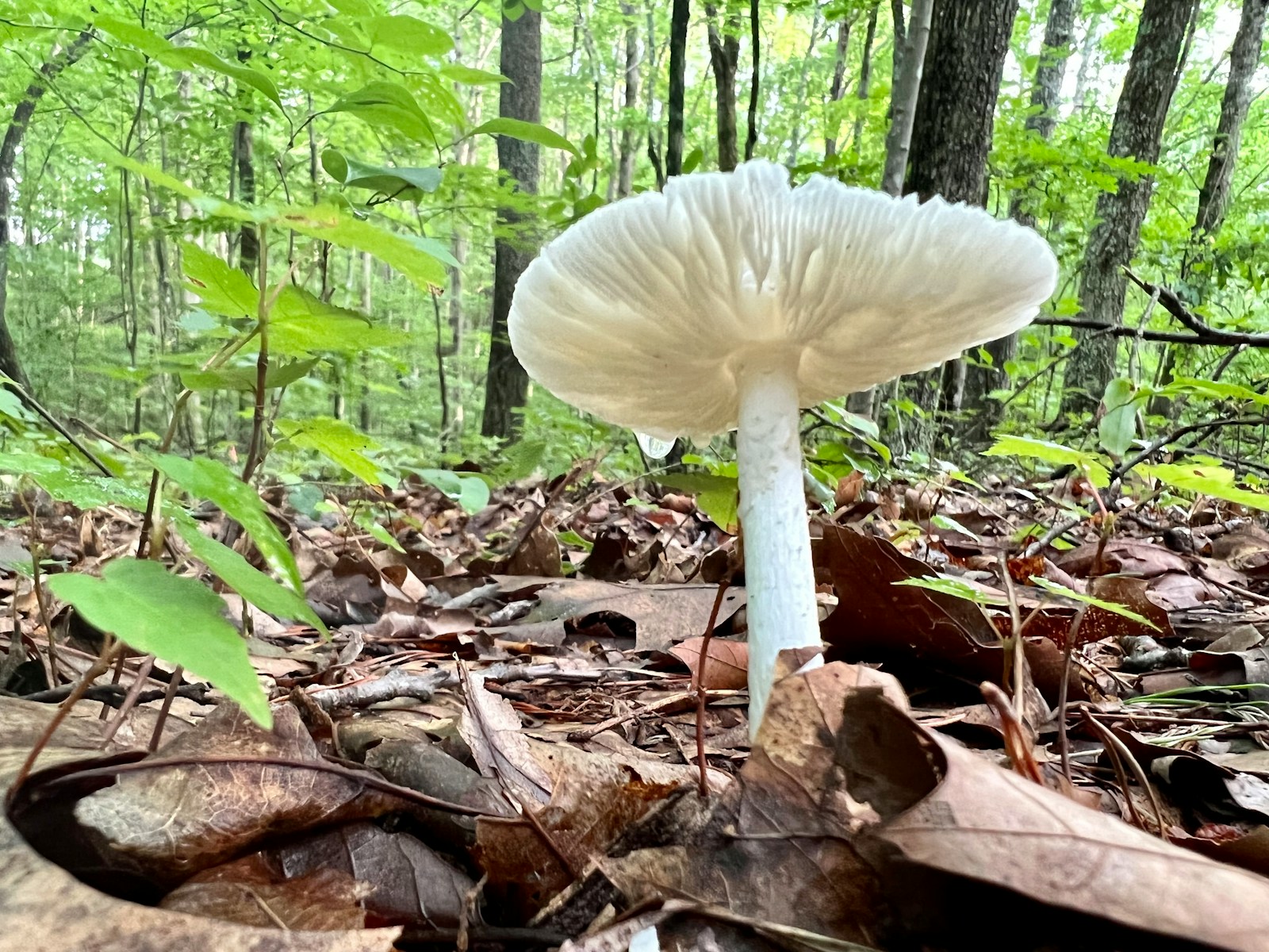 a white mushroom growing in the woods
